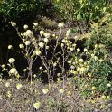 Fothergilla gardenii P28
